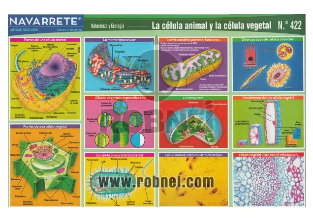 Celula Animal Y Vegetal